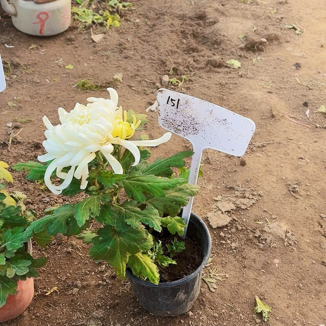 当前无花栽培后可以开花151