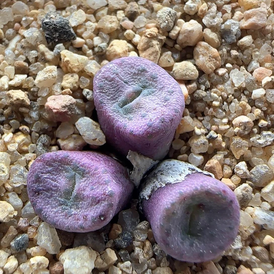 开播福利来啦39971