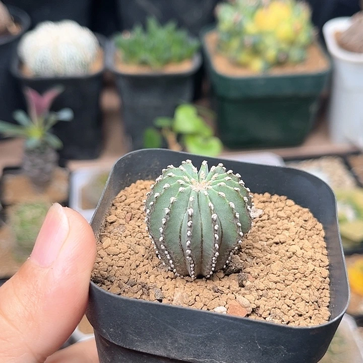 花笼实生球一颗一颗