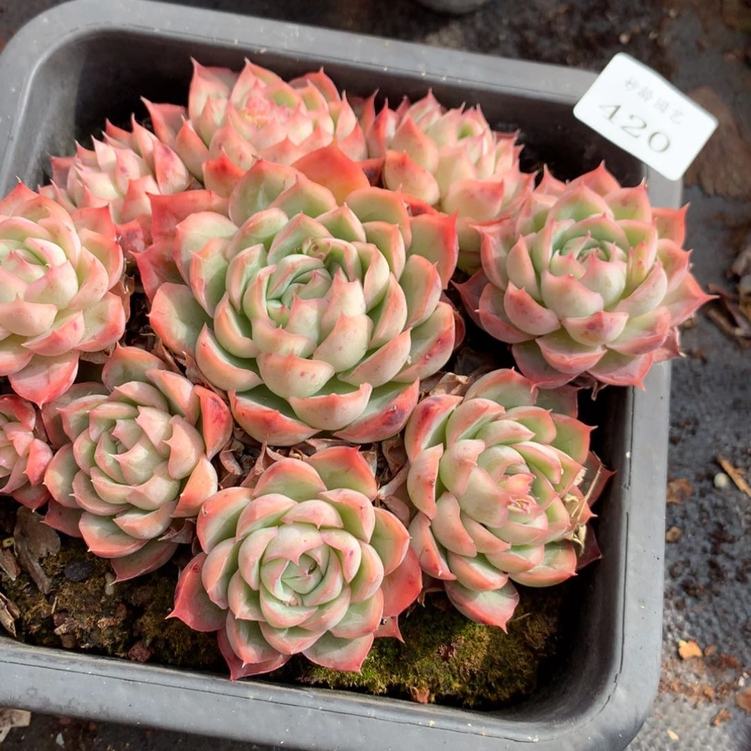 420新年快乐发发发