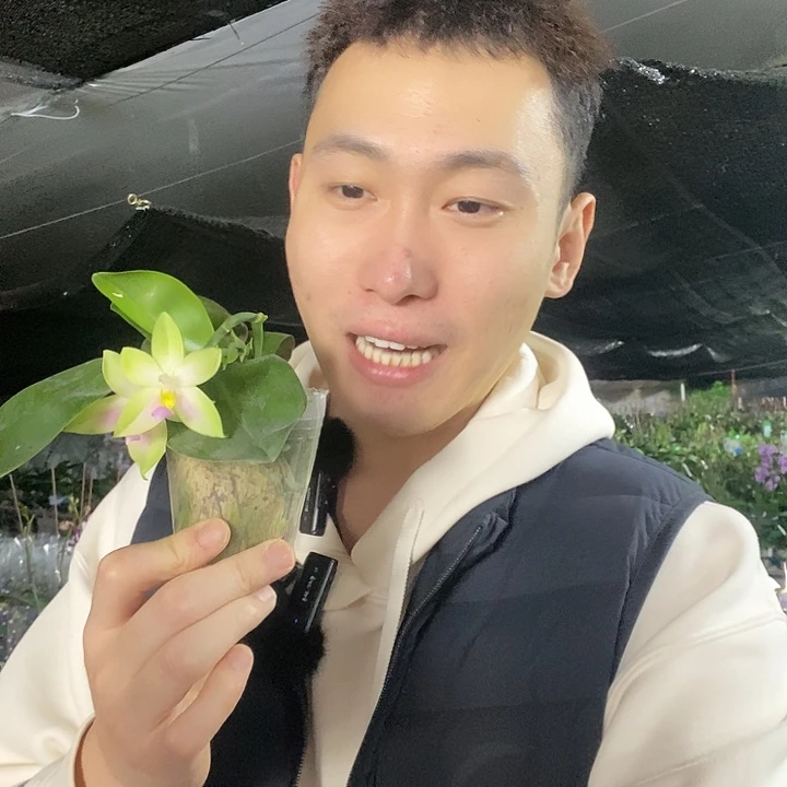 无花朵粉贝蝴蝶兰