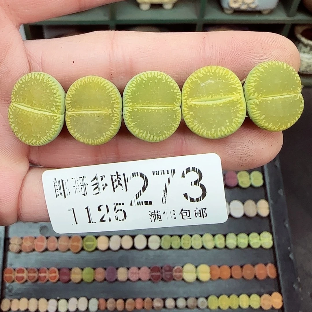 满满18包邮1125-273