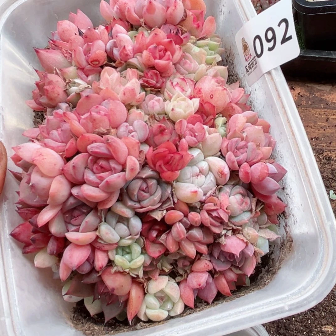 多肉植物多肉植物