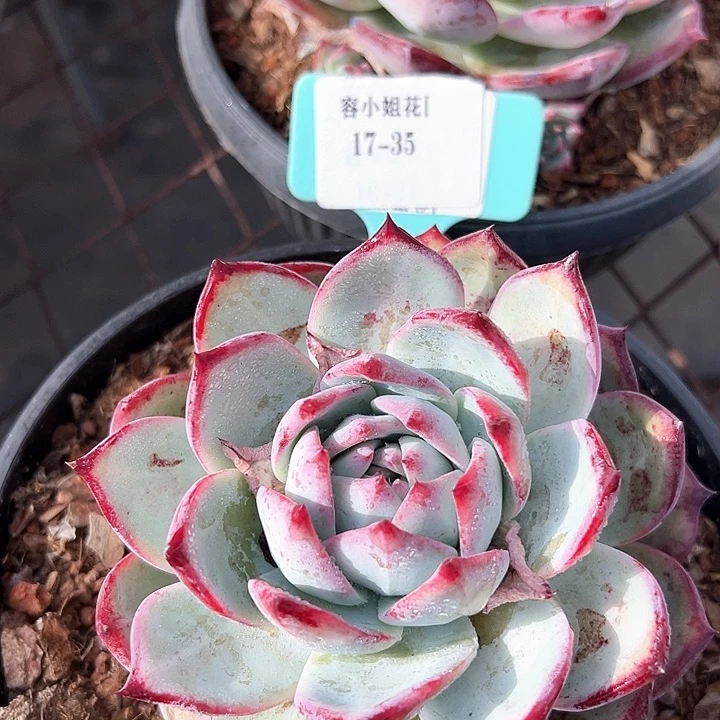 17.35卡罗拉一个脱土