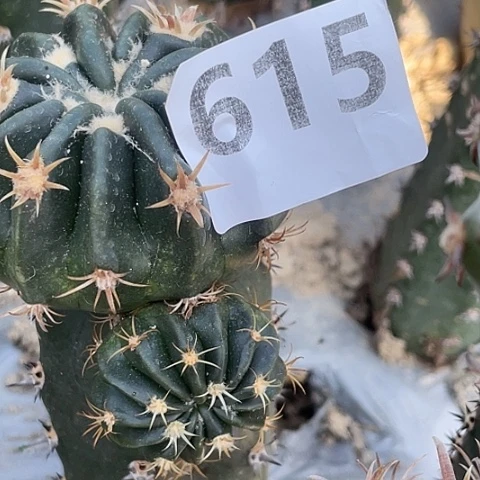 飞***风615号袖蒲苗接武藏凌波