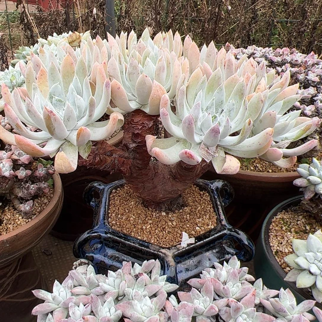 3711阿金尼仙女杯多肉