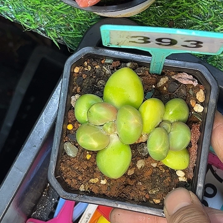 多肉植物芒果奶393