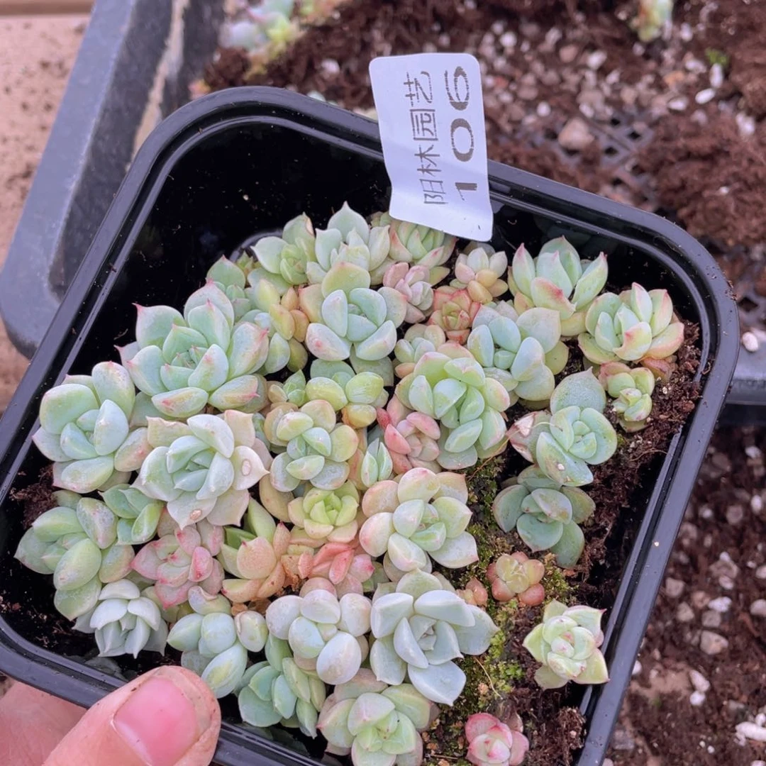 多肉植物多肉植物106