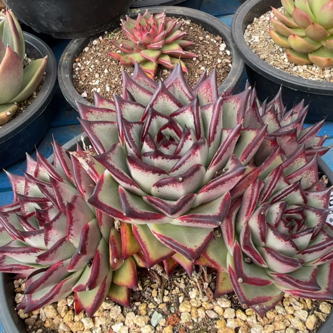 无花朵若如东云单拍E087