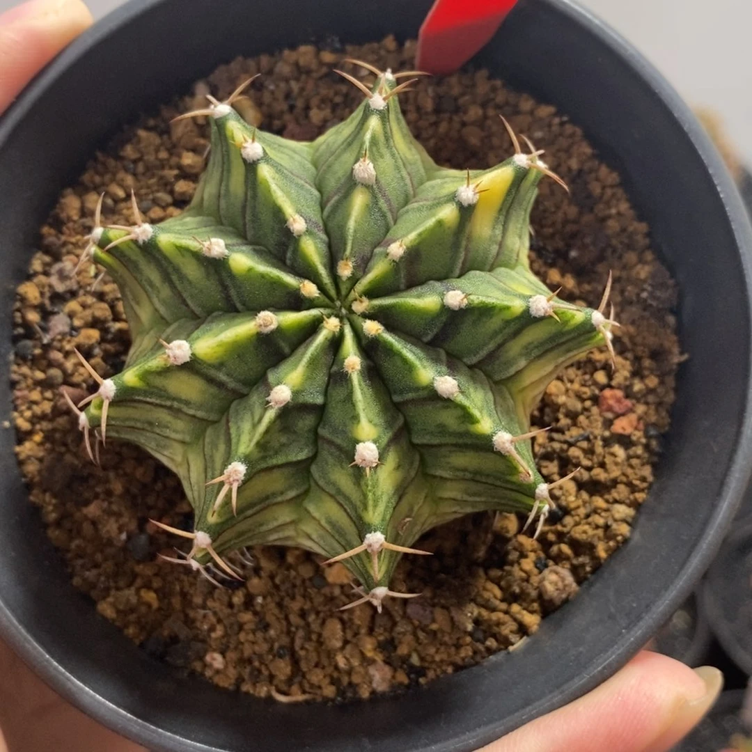 泰系全品米哈（微瑕）—带盆土发货