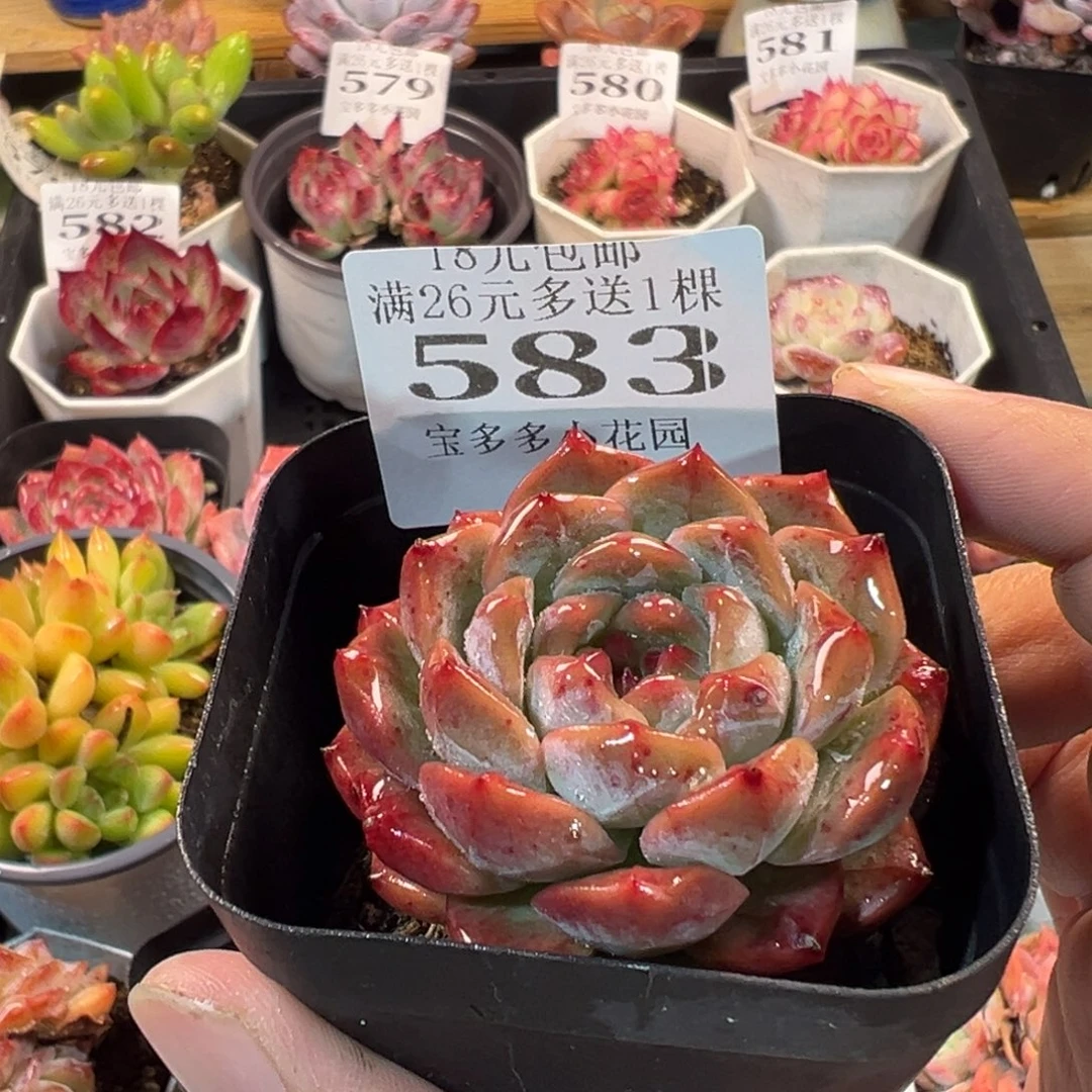 葡萄珍妮多肉一物一拍满18元包邮