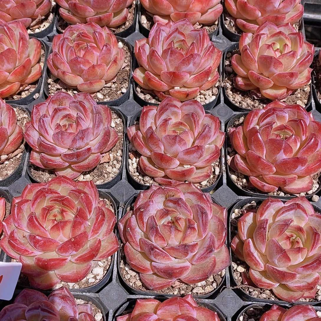 3-1 新品夜魔侠单头一颗量拍