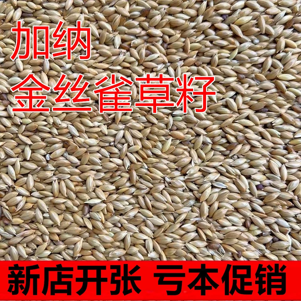 新货加纳利子鹦鹉文鸟珍珠鸟食油尖粟白尖金丝雀仔草庐籽鸟粮1斤