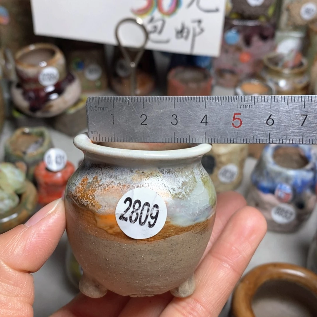 花盆拍5送一个小礼物