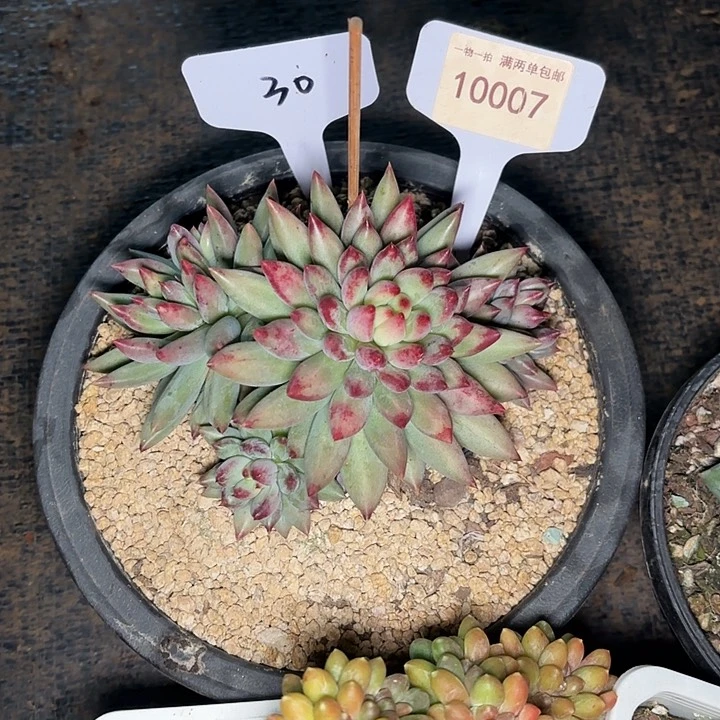 九*九岩字一物一拍10007