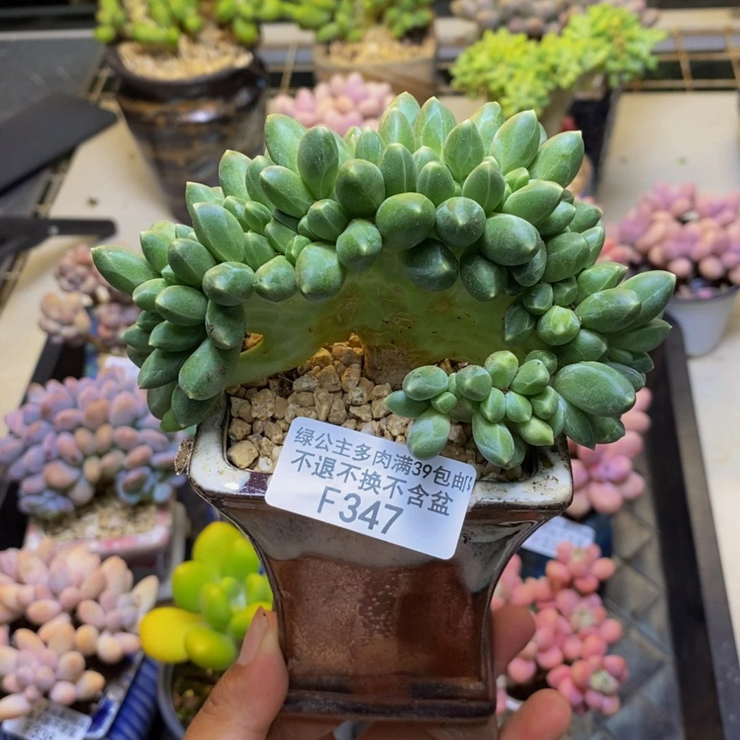 347香蕉树缀多肉10c m