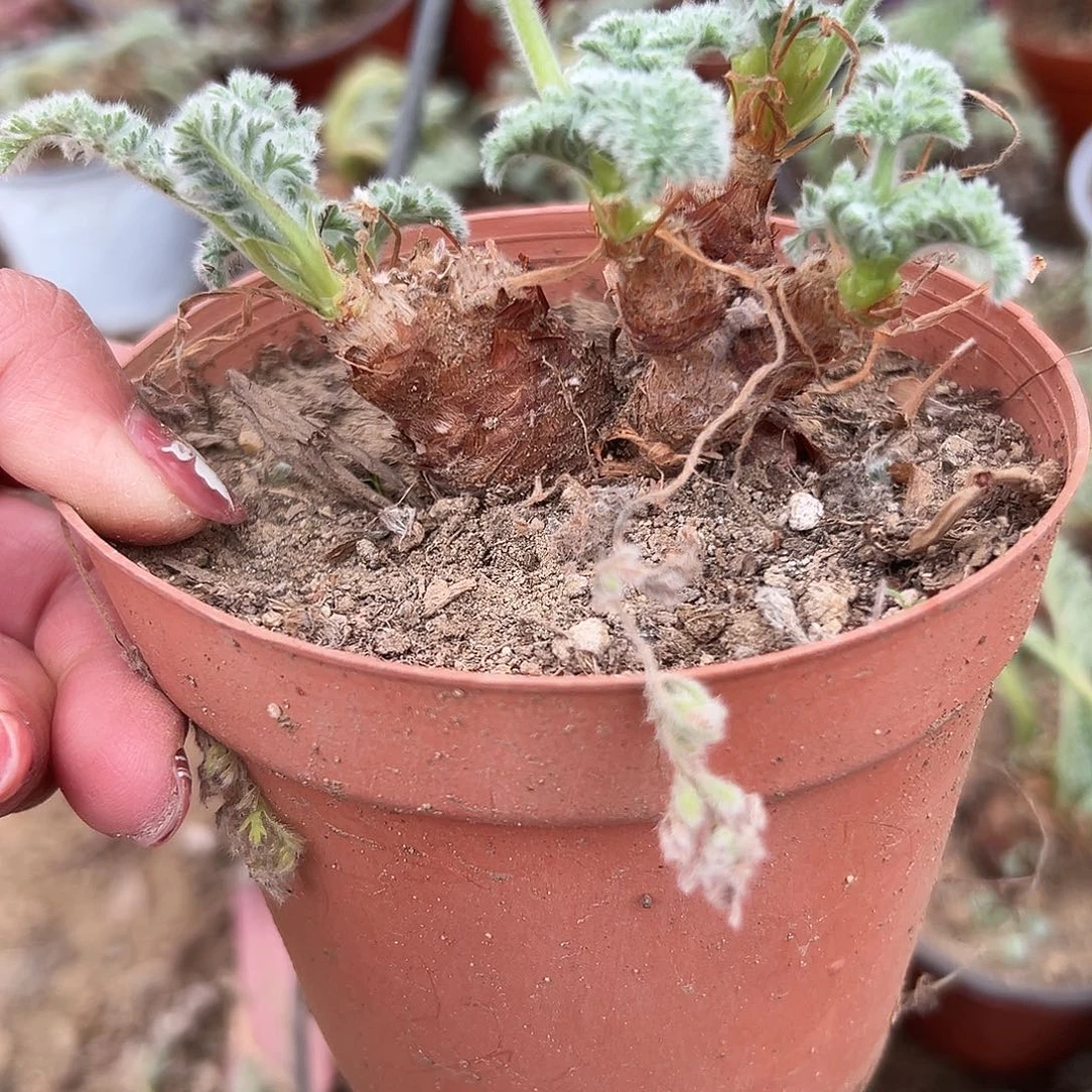 多肉植物雨衣洋葵