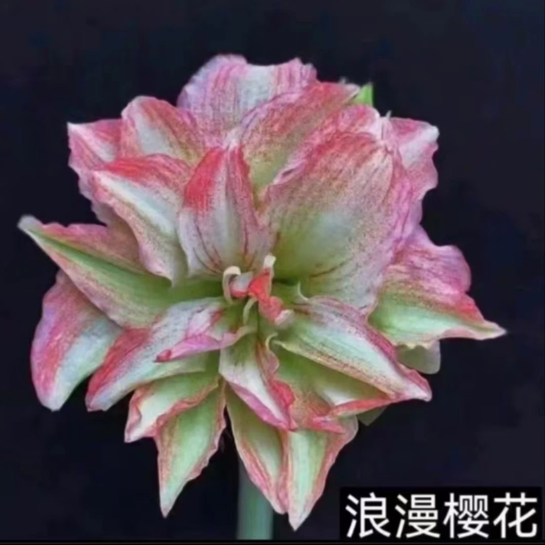朱顶红【浪漫樱花】4.3cm 只包对版，不包后期养护
