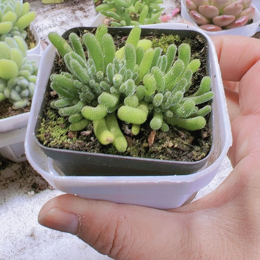 冰晶荧光枝干19包邮