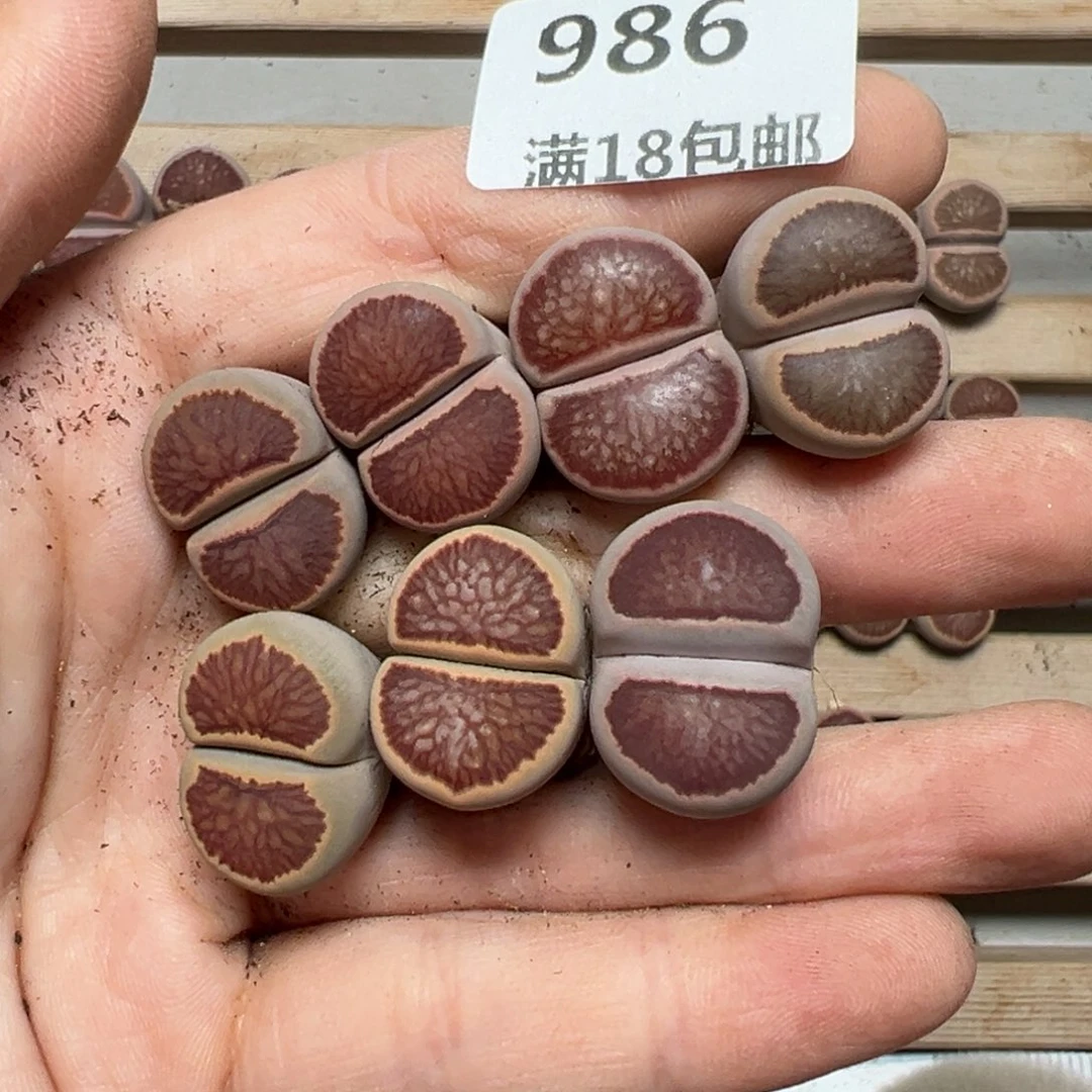 【闪购商品】西*986。