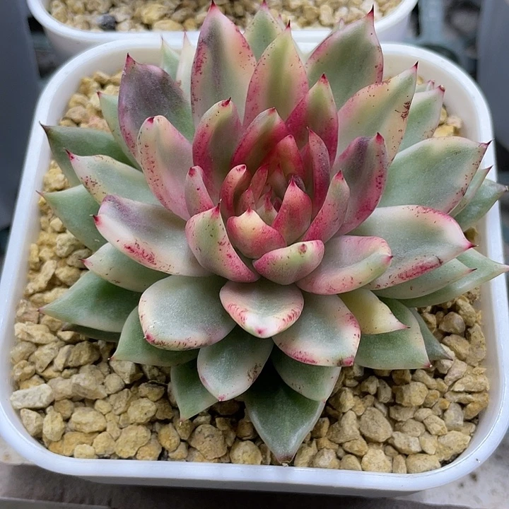 黑玫瑰锦一物一拍