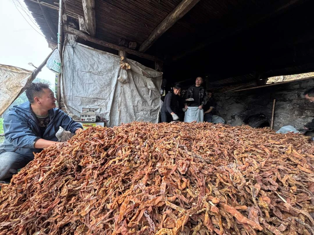 【南川文旅甄选】广老板南川金佛山方竹笋中根干笋精品一级