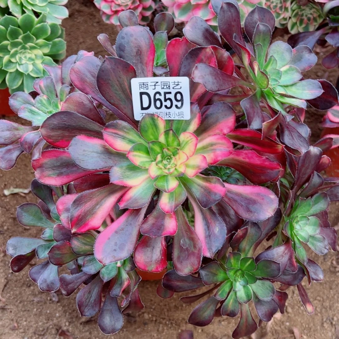 659花蝴蝶雨子多肉植物