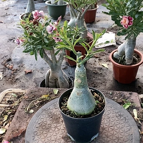 【闪购商品】无花朵肉**华