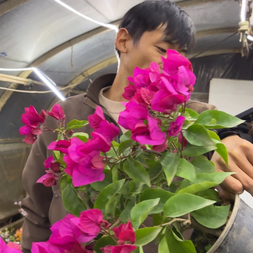 完全开放（绿叶玫红）三角梅会落花落叶会光杆苗有大有小