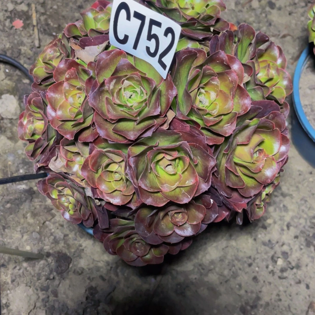 魅金法师16////////31包邮