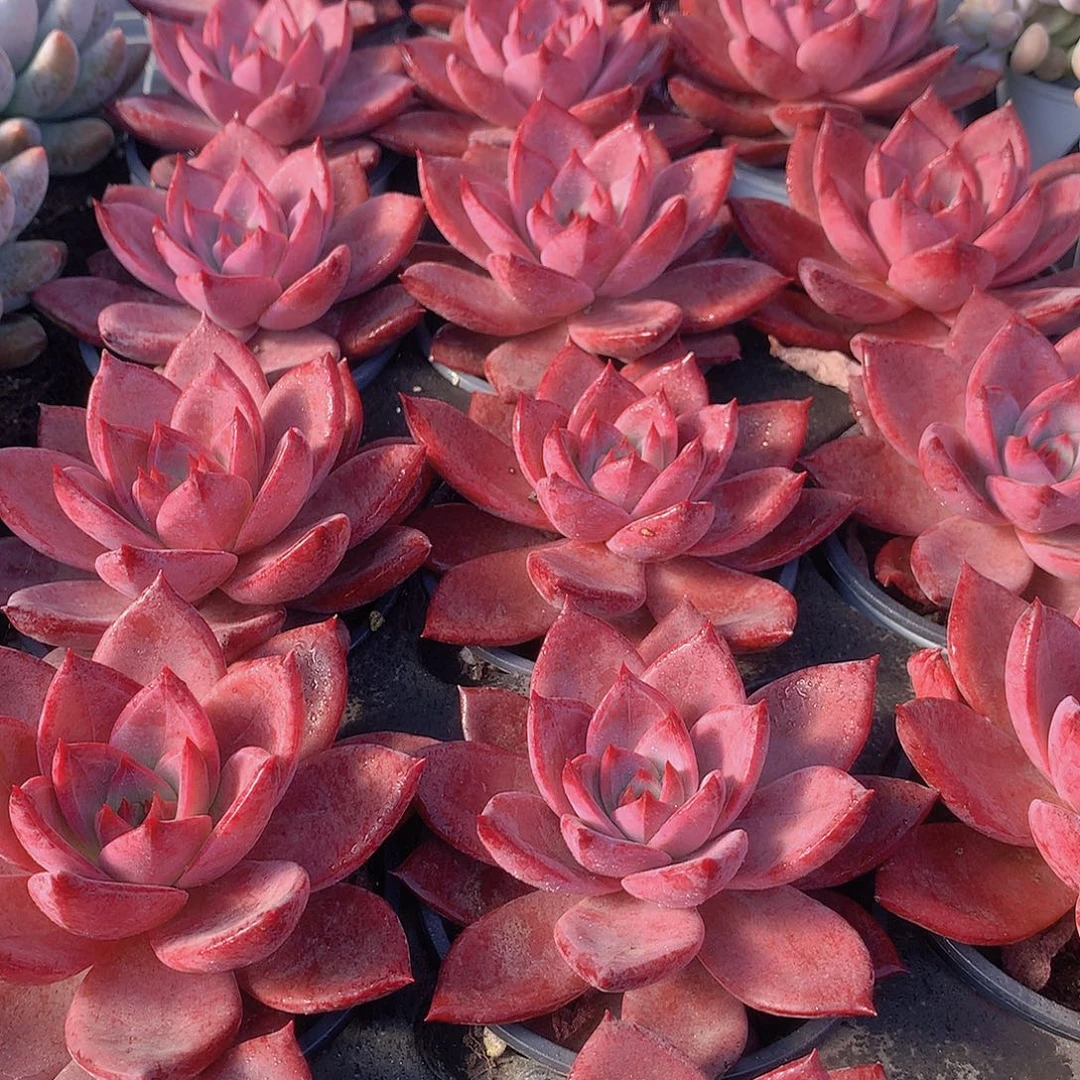 红糖卡345677889900000