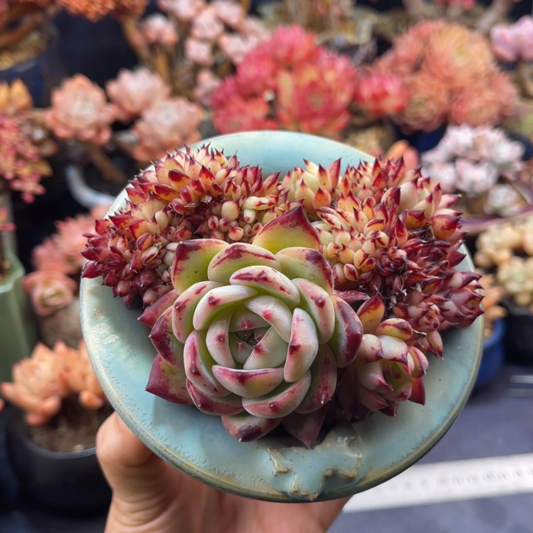 七*拉糖缀化 十一公分 带盆