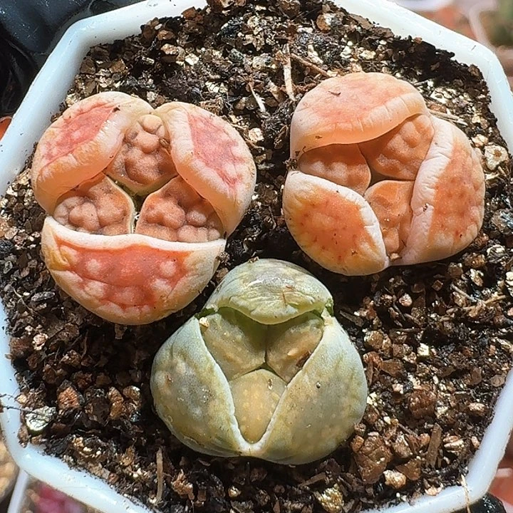 生石花223:：/。  236