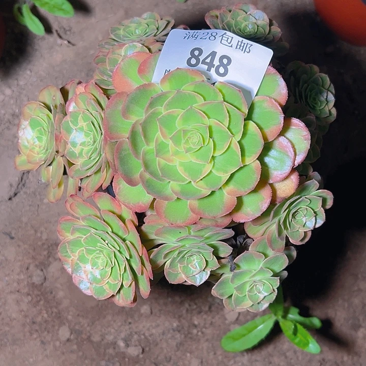 848火狐多肉植物保护