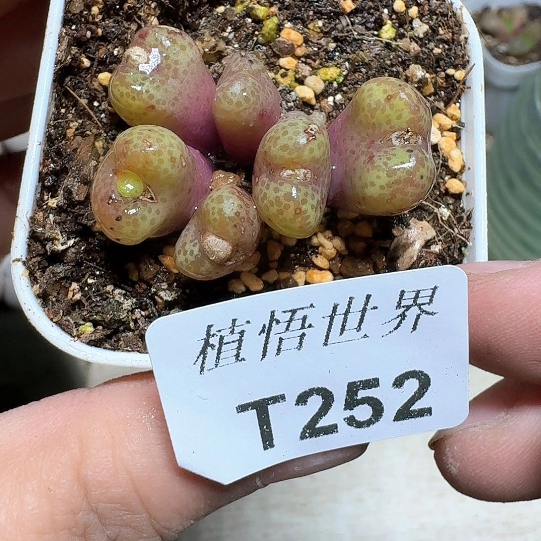 252号多肉植物哇fv