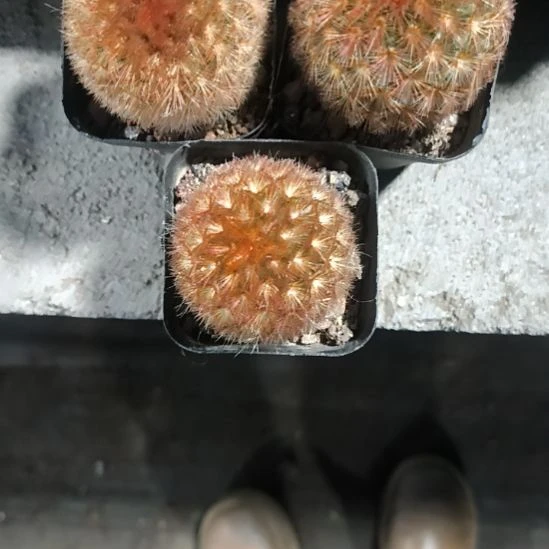 红刺嘉文丸有瑕疵处理！