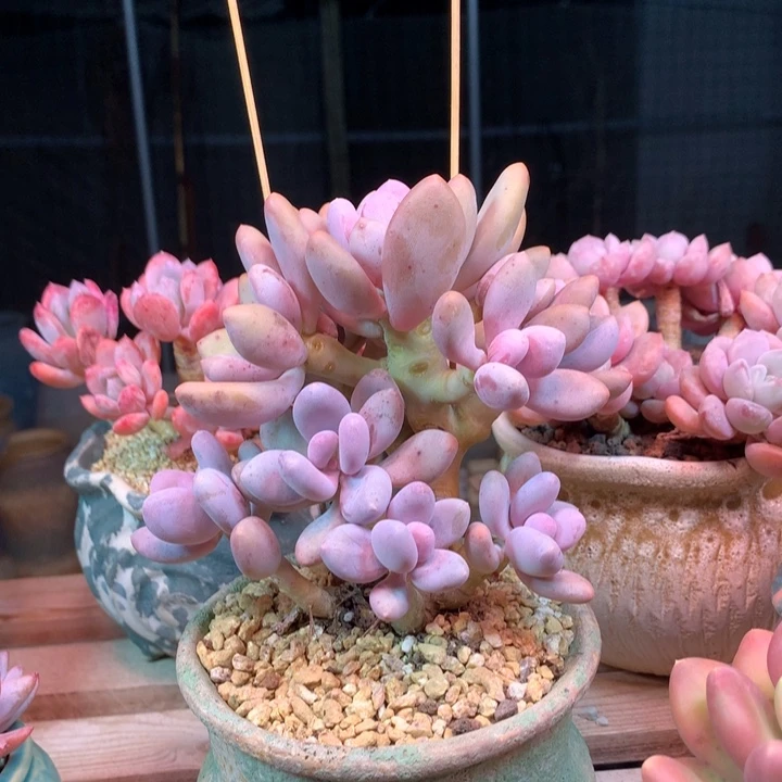 蛋黄奶多肉植物fgcfhghh