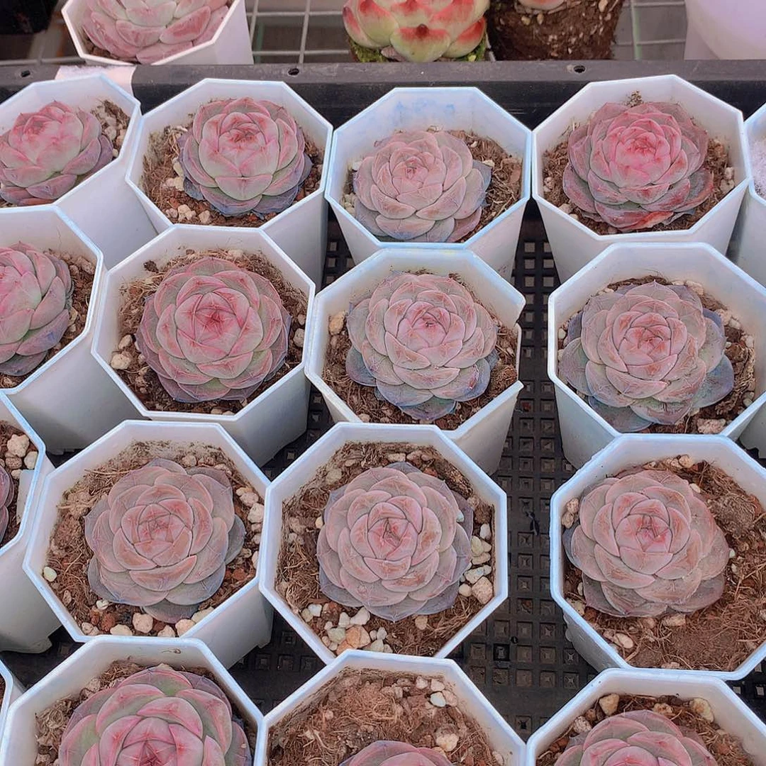 优选红暖2456789999000