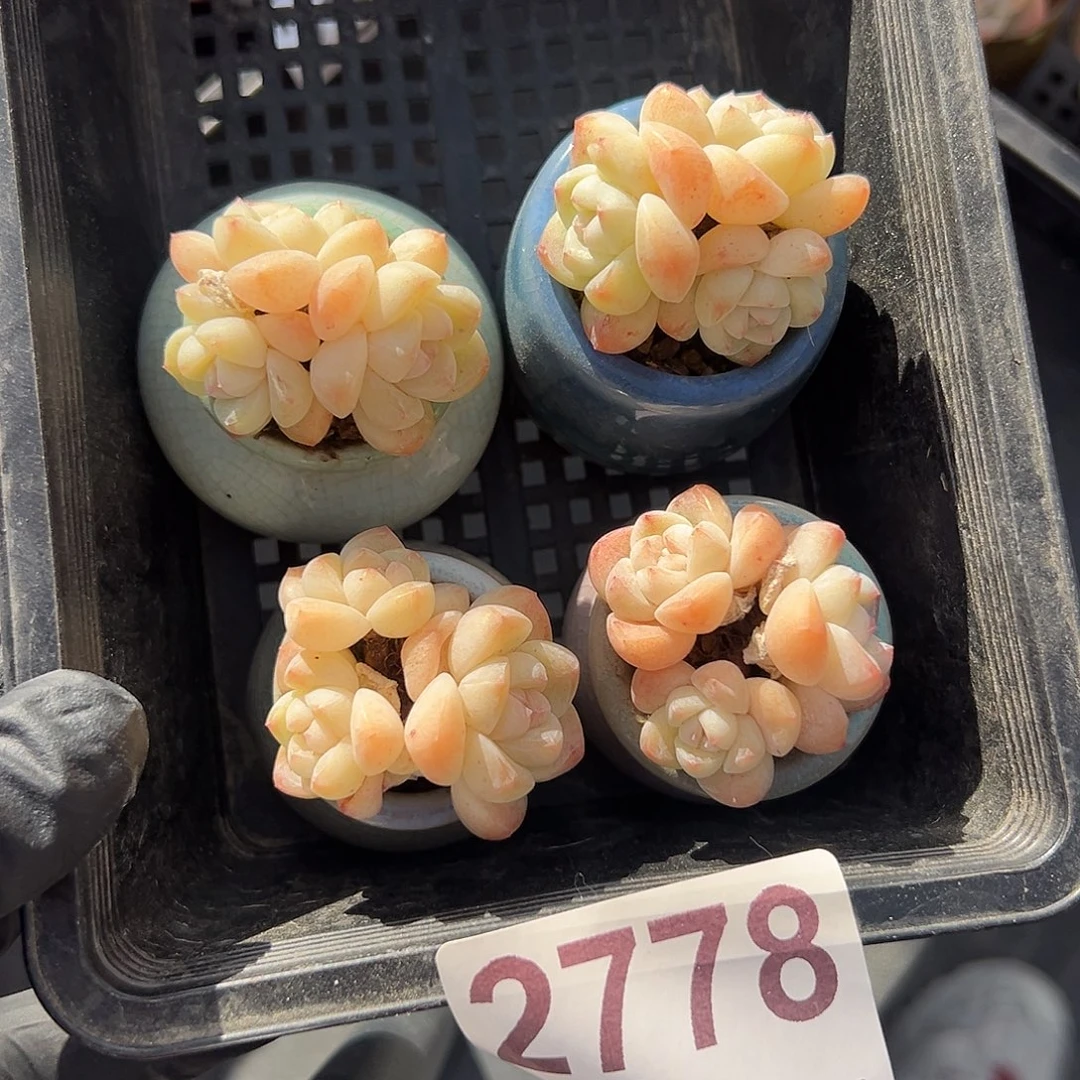 1778，四个三头冰玉带盆发