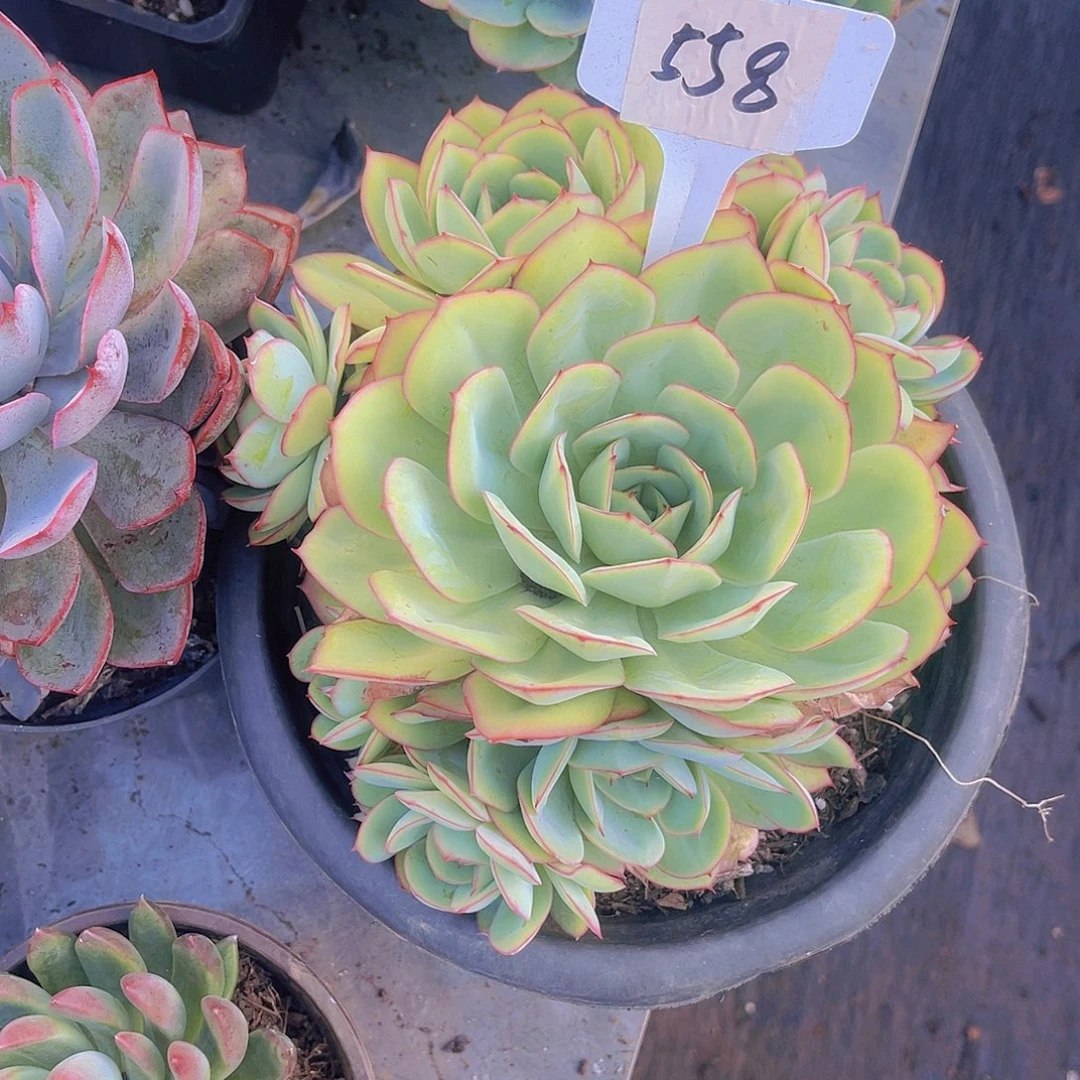 吃***子00000000000000000558