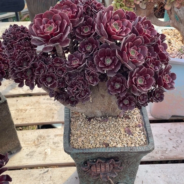 多肉多糖和维生素也可帮助皮肤