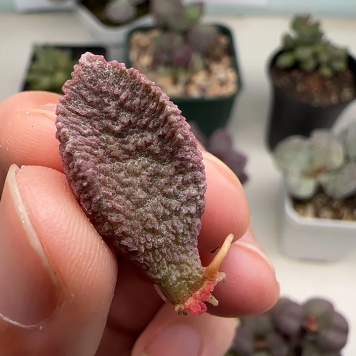 凤染水泡多肉植物