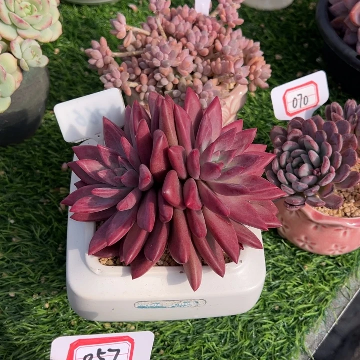 夏***风赫菲虞一物一拍精品
