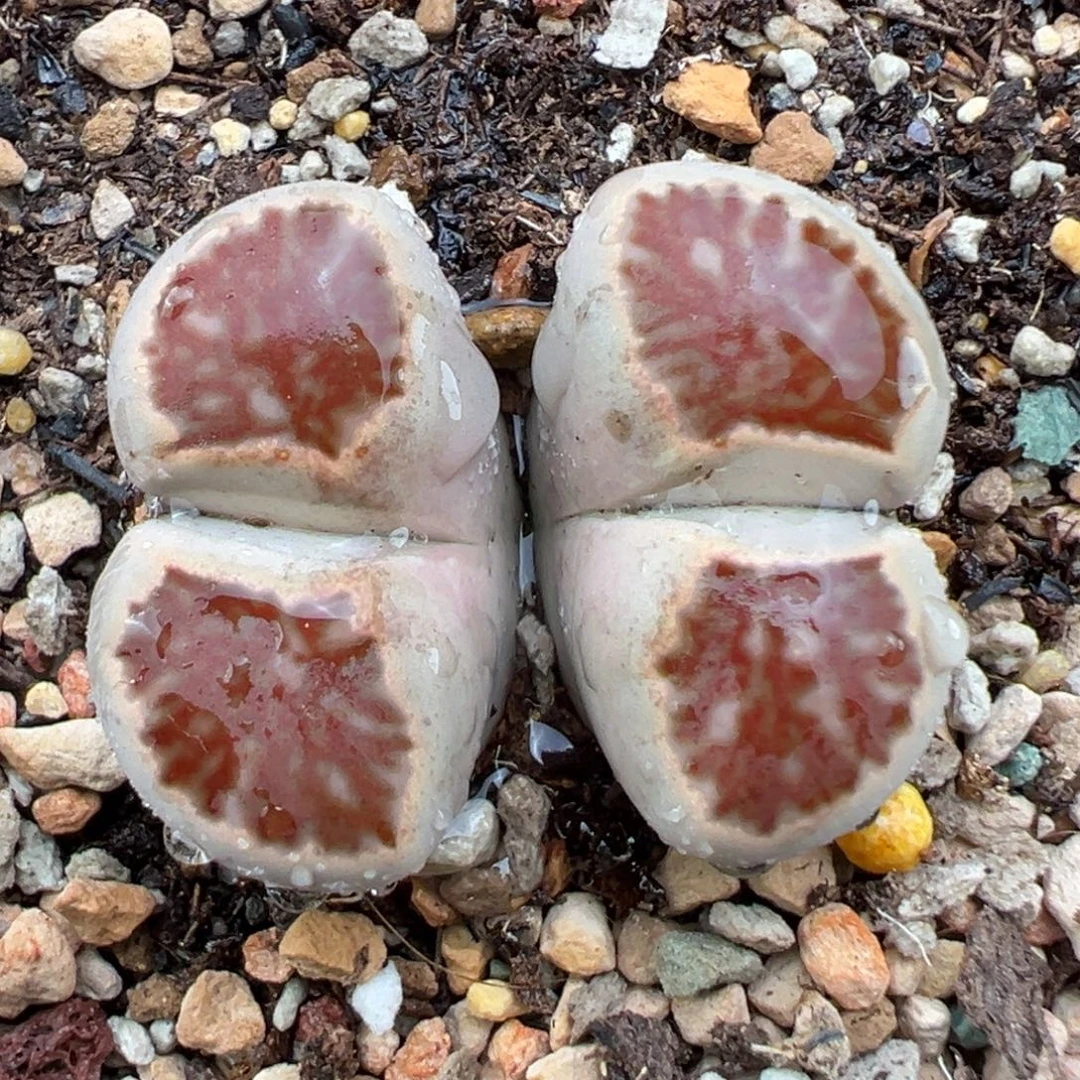 9.19好看的多肉脱土发货727