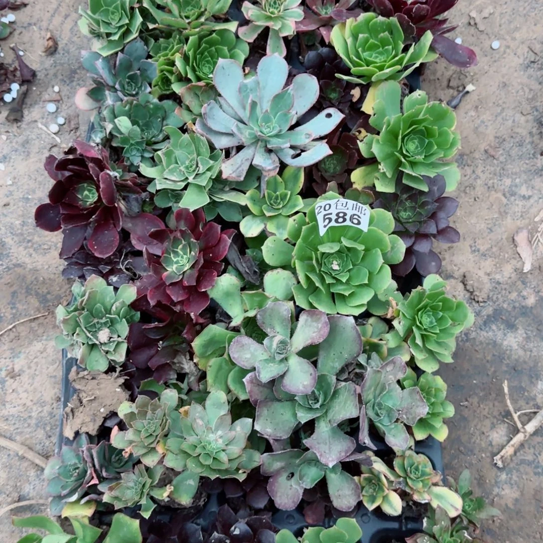 穴盘苗品种不低于10个，不少于40棵包邮无售后