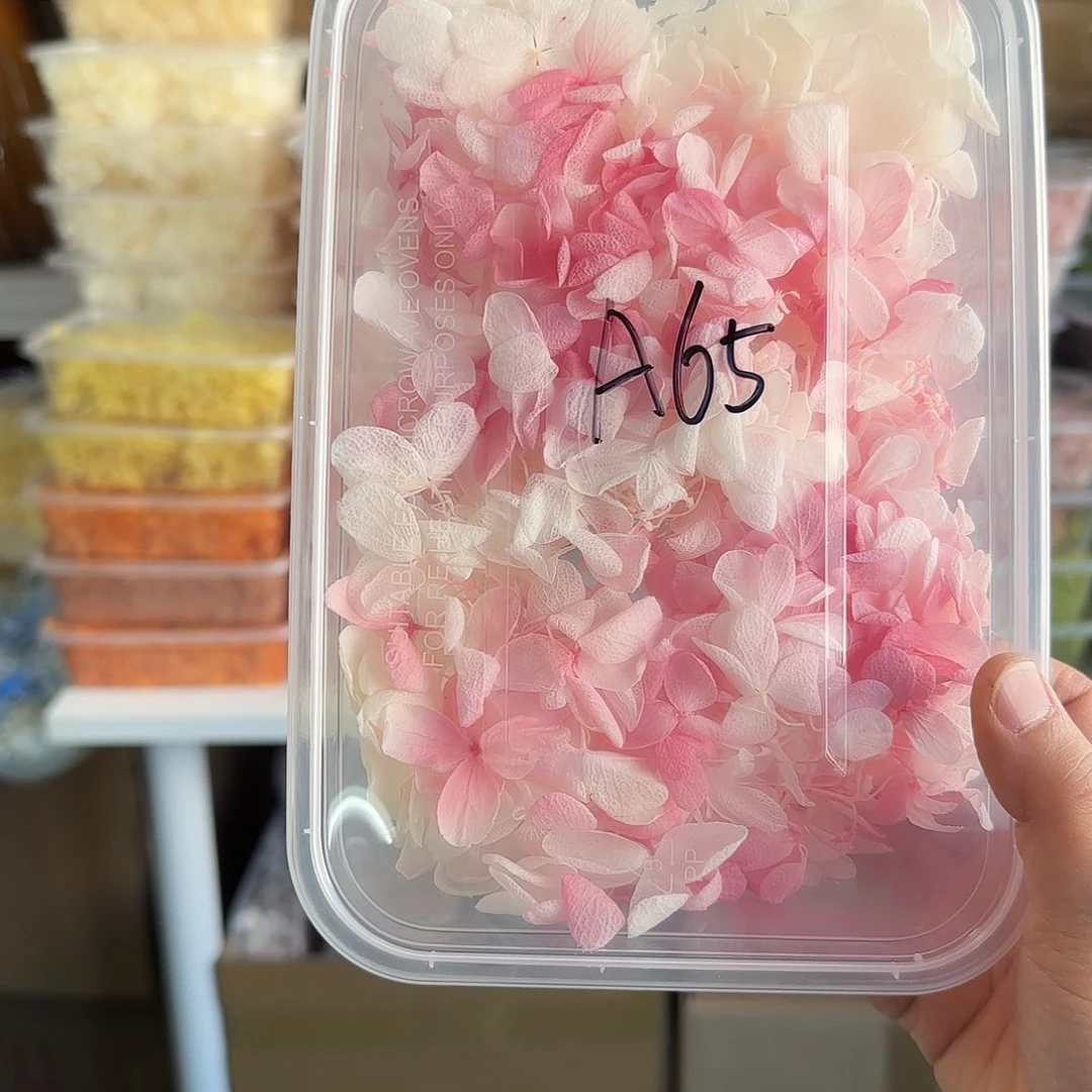 A65号粉白色木绣球1盒