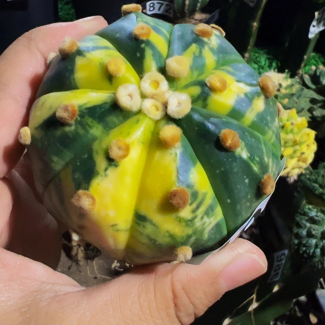 泰***行无花朵兜锦仙人球003