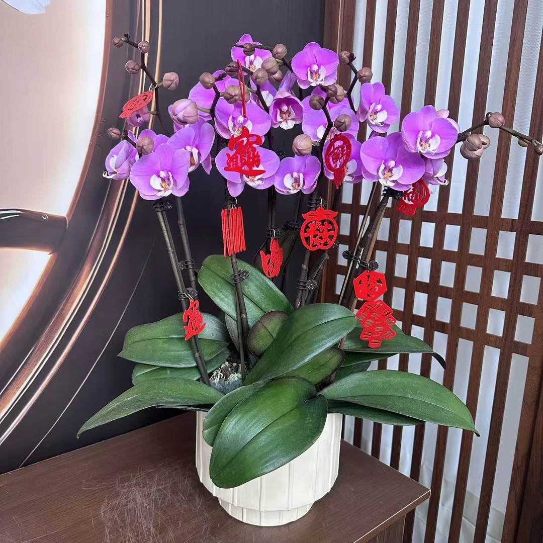 【安娜公主】双花剑 3.0寸 精品蝴蝶兰 开花带花苞 花卉基地直发 电