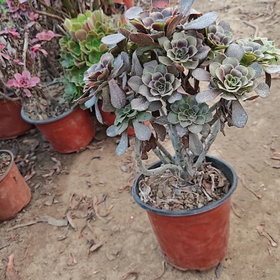 灰圆叶加急发货16