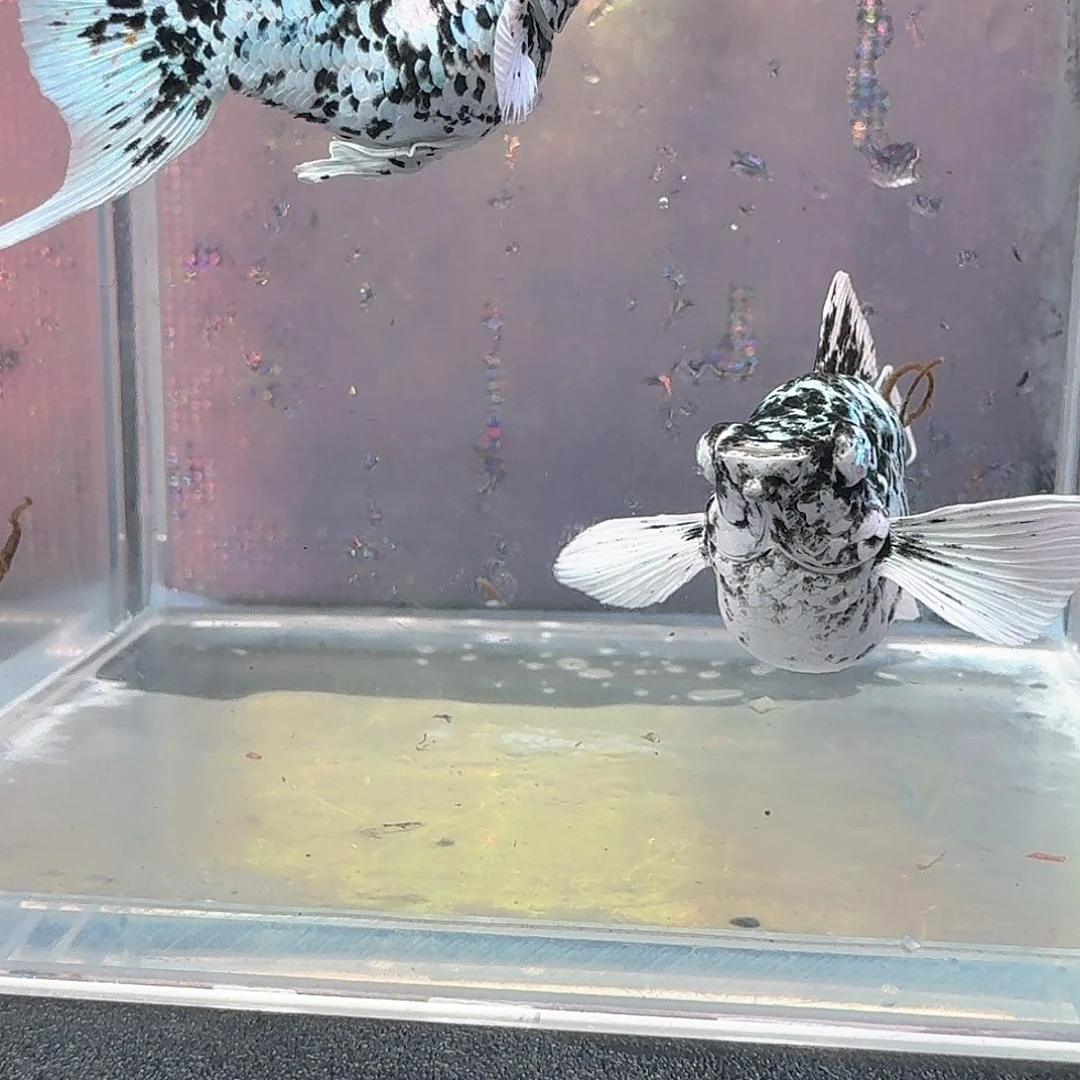 越系大燕尾高帆奶牛一对